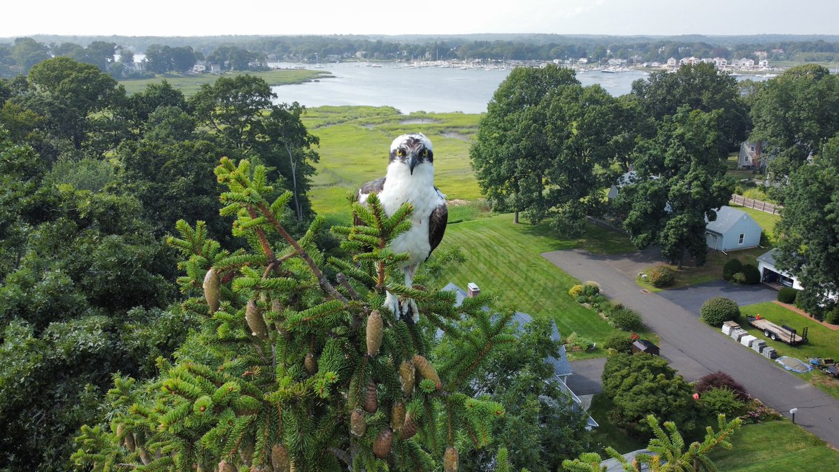 cduffyace's tweet photo. WoW...Osprey outside my Window!

Listening to "Beautiful Girl" INXS https://t.co/lrHjHpcmxO