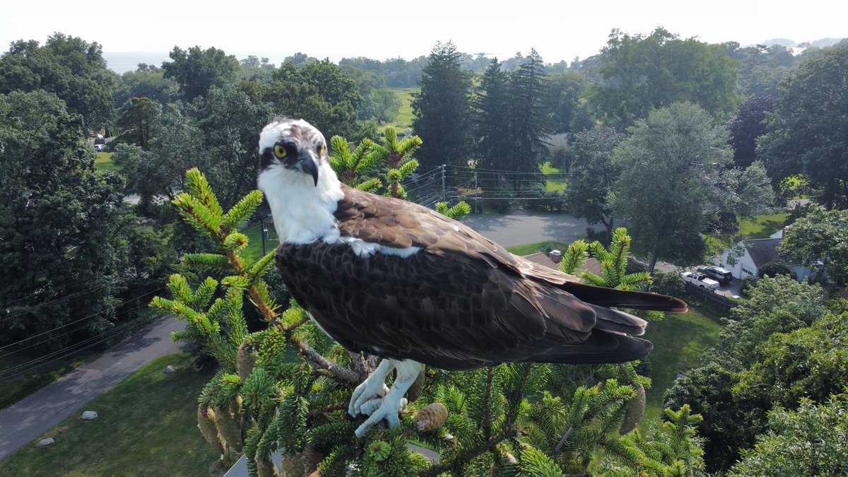cduffyace's tweet photo. WoW...Osprey outside my Window!

Listening to "Beautiful Girl" INXS https://t.co/lrHjHpcmxO