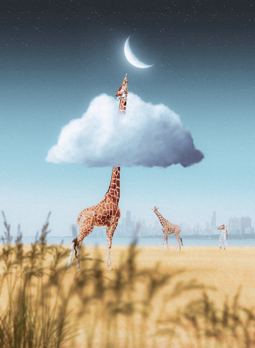 Swopes's tweet photo. 🦒✨

#SwopesGiraffe https://t.co/7uerEvpbNc