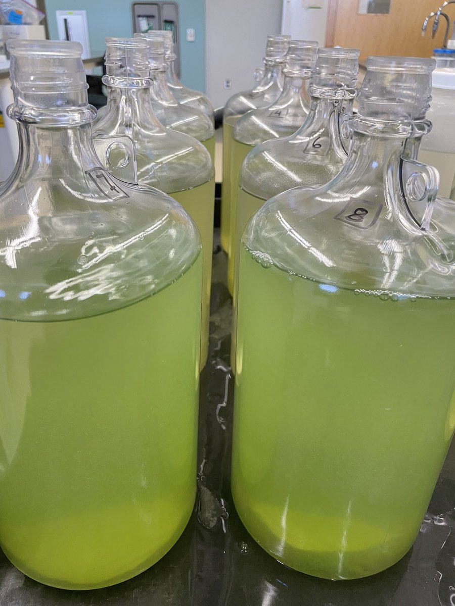 AnjanaAdk's tweet photo. A cyano-green Saturday in the lab.
#algalbloom #GreenBaySamples #LakeMichigan https://t.co/Ih1Qo1djlu