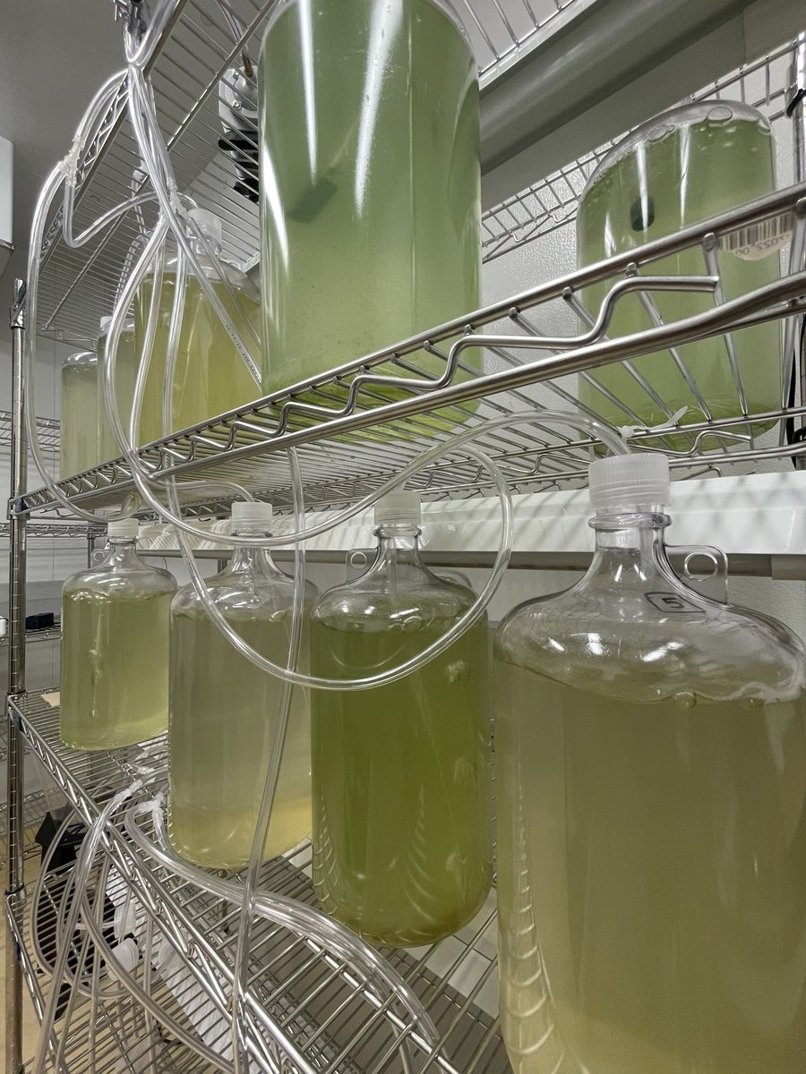 AnjanaAdk's tweet photo. A cyano-green Saturday in the lab.
#algalbloom #GreenBaySamples #LakeMichigan https://t.co/Ih1Qo1djlu