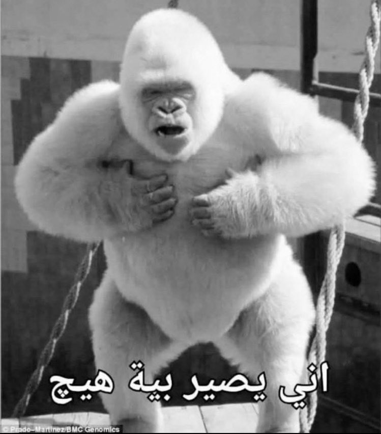 طلاب التوجيهي يوم الأربعاء :