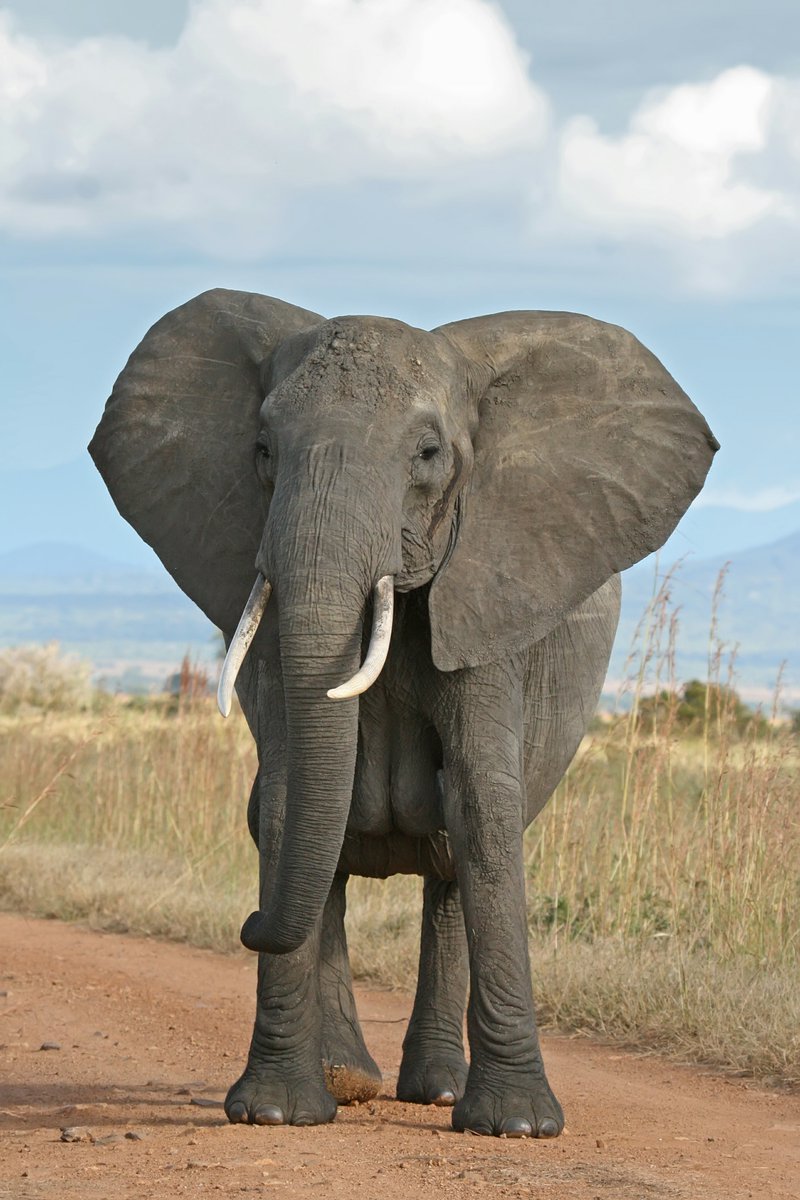 HAPPY INTERNATIONAL ELEPHANTS DAY!