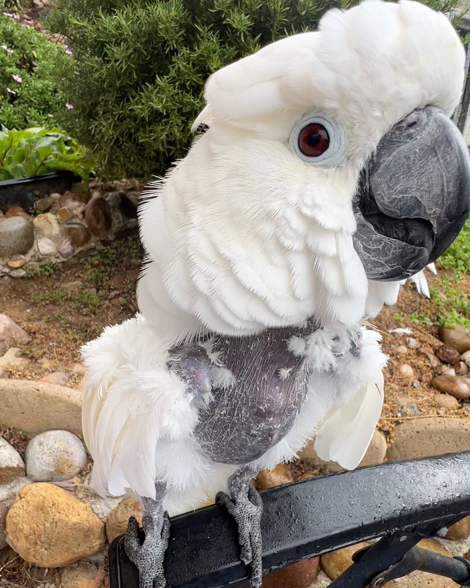 ParrotPlayhous1's tweet photo. Victoria Cockatoo loves and is thankful for her FlockPower Family that has helped her get through the last 7 years.💚
#VCstrong #FlockPower #parrots https://t.co/NhpiOOxHok