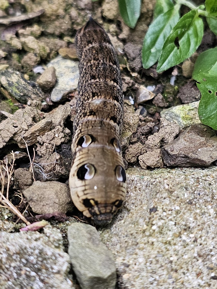 ModoQuady's tweet photo. @UK_NaturePhotos Elephant Hawkmoth caterpillar in my garden, in North Devon. https://t.co/YYytFYhc7q