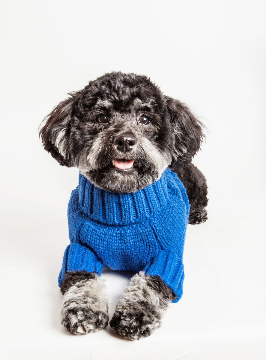 Jeanchamb's tweet photo. @soaringwaters @Insaniti_LFC @TheRealDudja My hypoallergenic HAVANESE buddy. https://t.co/yTxJF6CO6m