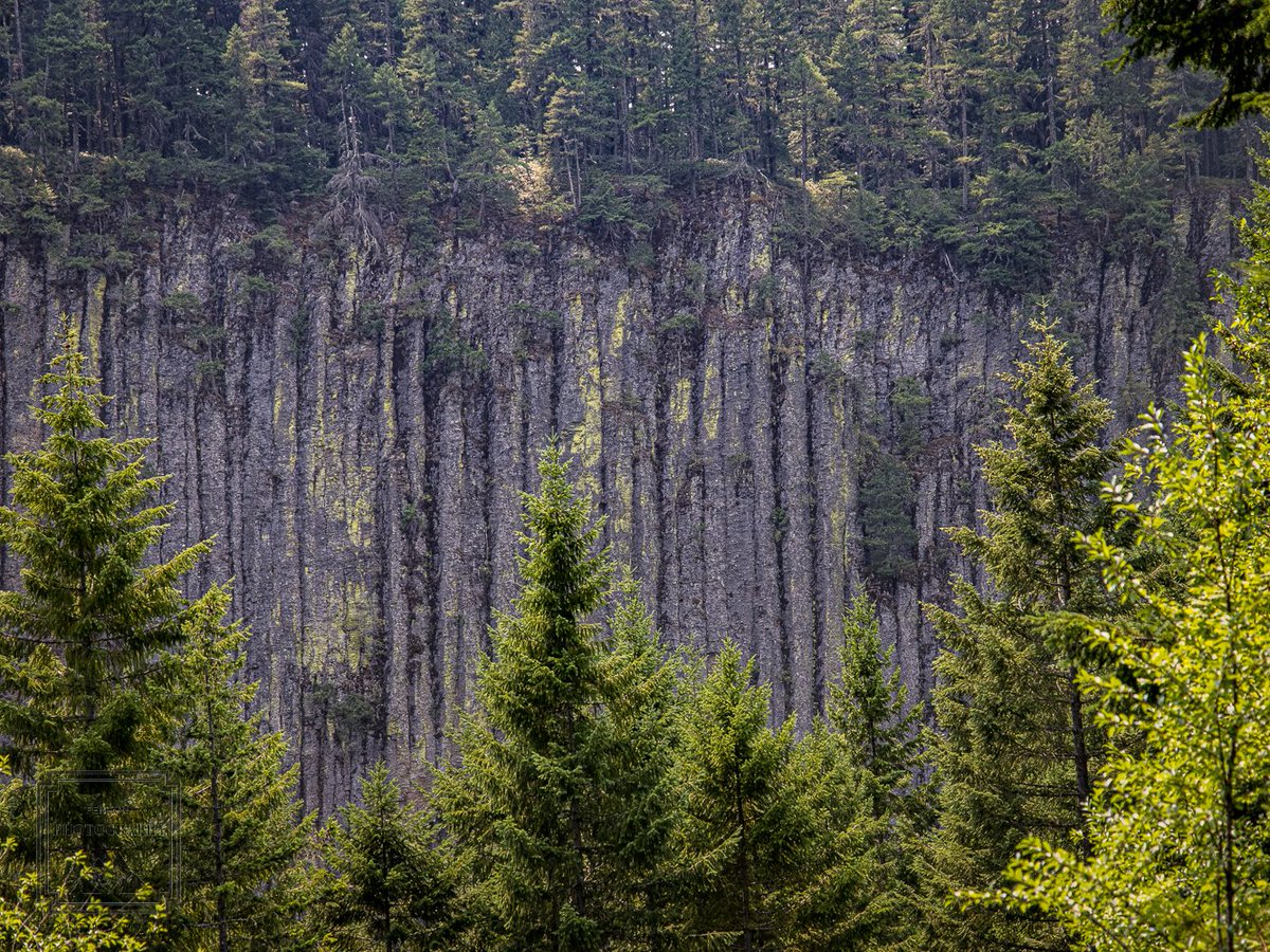 An interesting view from the road on our way to Martha Falls in Mount Rainer National Park. #landscape #WashingtonState #trees #nature #NationalPark #optoutside #MountRainerNationalPark @DailyEarthPics1 @MountRainierNPS @natureisbeaute @NaturePortfolio