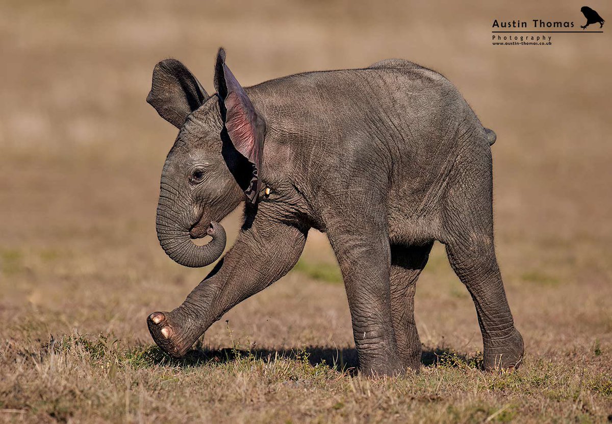 They come thick and fast. It’s #WorldElephantDay today…

Everyone loves an Ellie 💙…

Enjoy you evenings…

<a href="/CanonUKandIE/">Canon UK and Ireland</a> <a href="/BBCEarth/">BBC Earth</a> #elephant