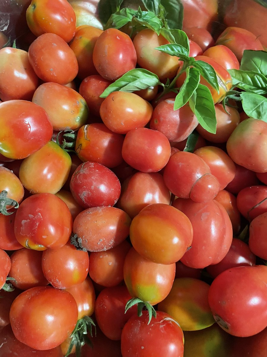 PetrinaGentile's tweet photo. First tomatoes of the season #fruitsofmylabour #farmersdaughter https://t.co/4QVxfBxP88