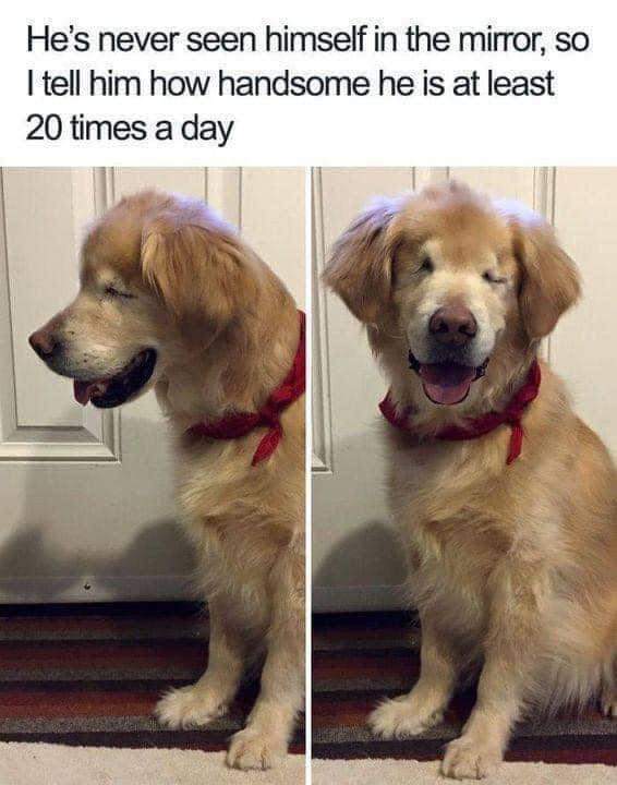 Happy Dog tweet media