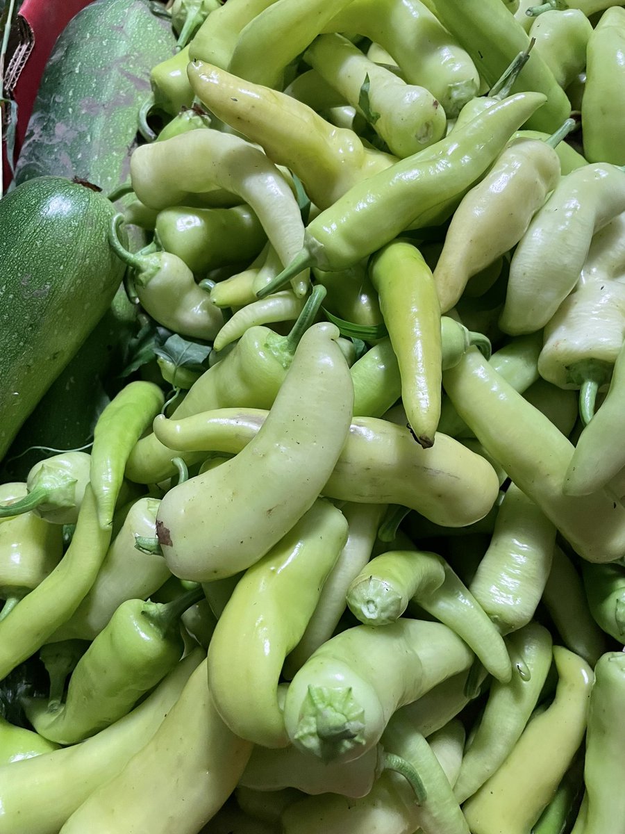 PetrinaGentile's tweet photo. Hot and sweet banana peppers #fruitsofmylabour #farmersdaughter https://t.co/bXeNxhprfX