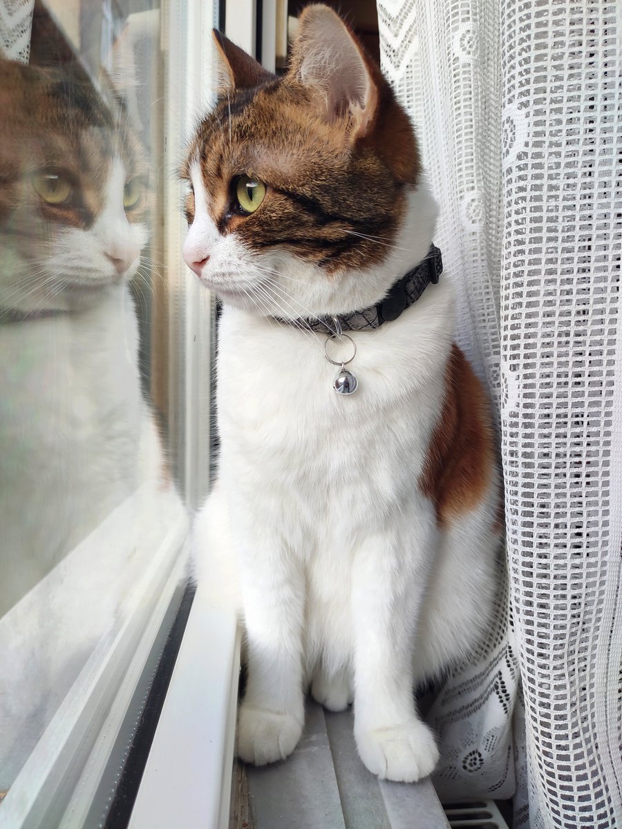 🧡 #calico 🤍 #CatsOfTwitter 🖤 #cat