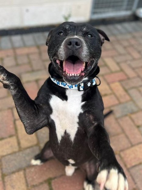 AdoptionsUk's tweet photo. Please retweet to help Jimmy find a home #BOURNEMOUTH #DORSET 

Aged 8, friendly Staffordshire Bull Terrier, was due to be PTS in a council pound. Thankfully he was saved by @StaffiesRescue.
He can live with children aged 12+ as the only pet
DETAILS 👇
https://t.co/y2Q2hYADYZ https://t.co/Z5X9IYZFHw