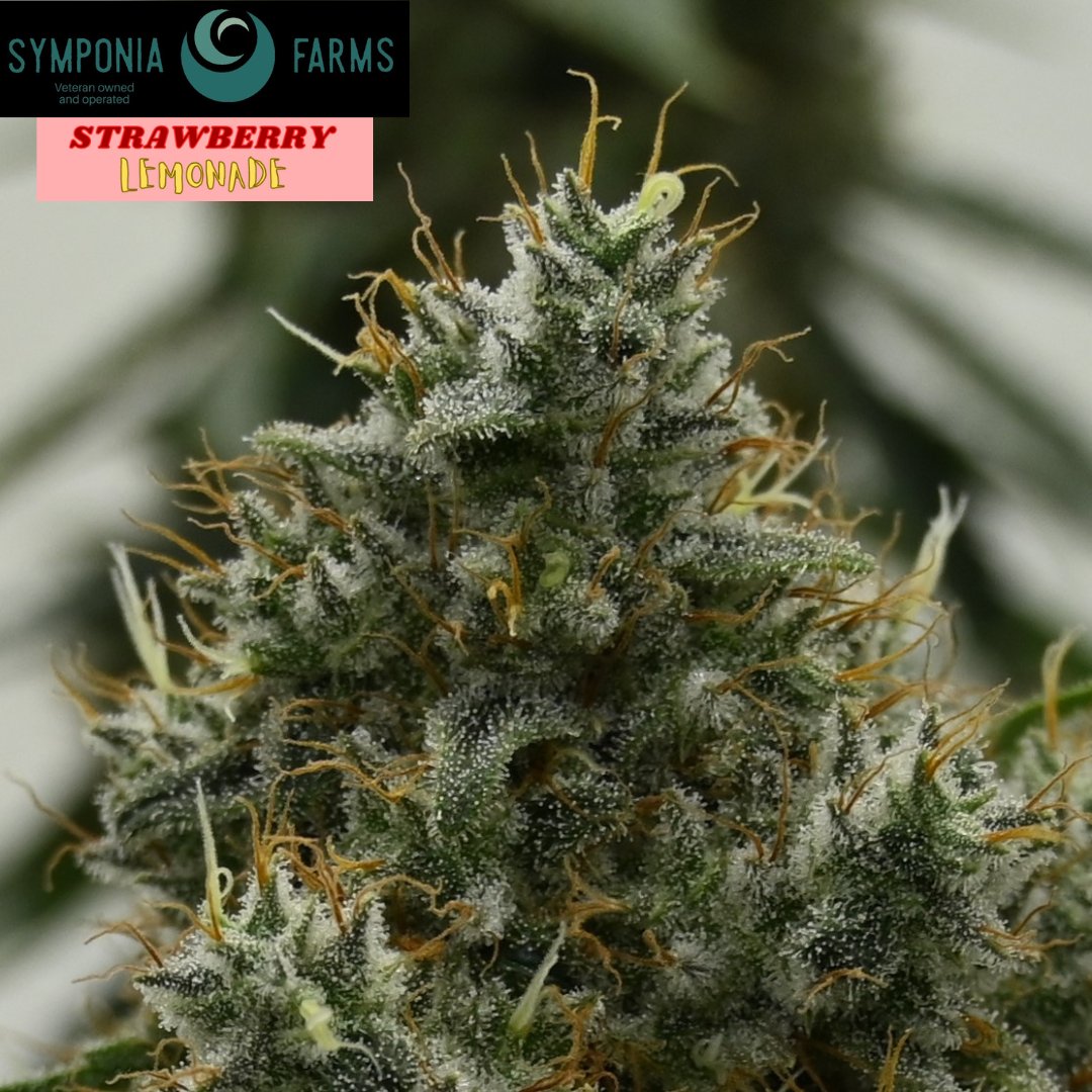 SymponiaFarms's tweet image. this beasty Strawberry Lemonade is going strong as well giving off some insane smells.🍓🍋
#indoorgrown #michiganmarijuana #weedculture #thclife #symponiafarms #vetowned #BattleCreek #Michigan