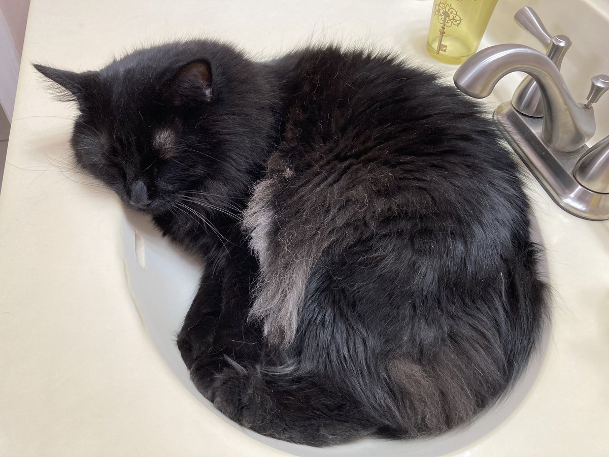 Hi friends! It’s #Caturday and also time for my #SaturdaySinkSit again! It’s so refreshing and cool in there. I hope you are having a wonderful day and staying cool as well! 🐈‍⬛🐾♥️😎
