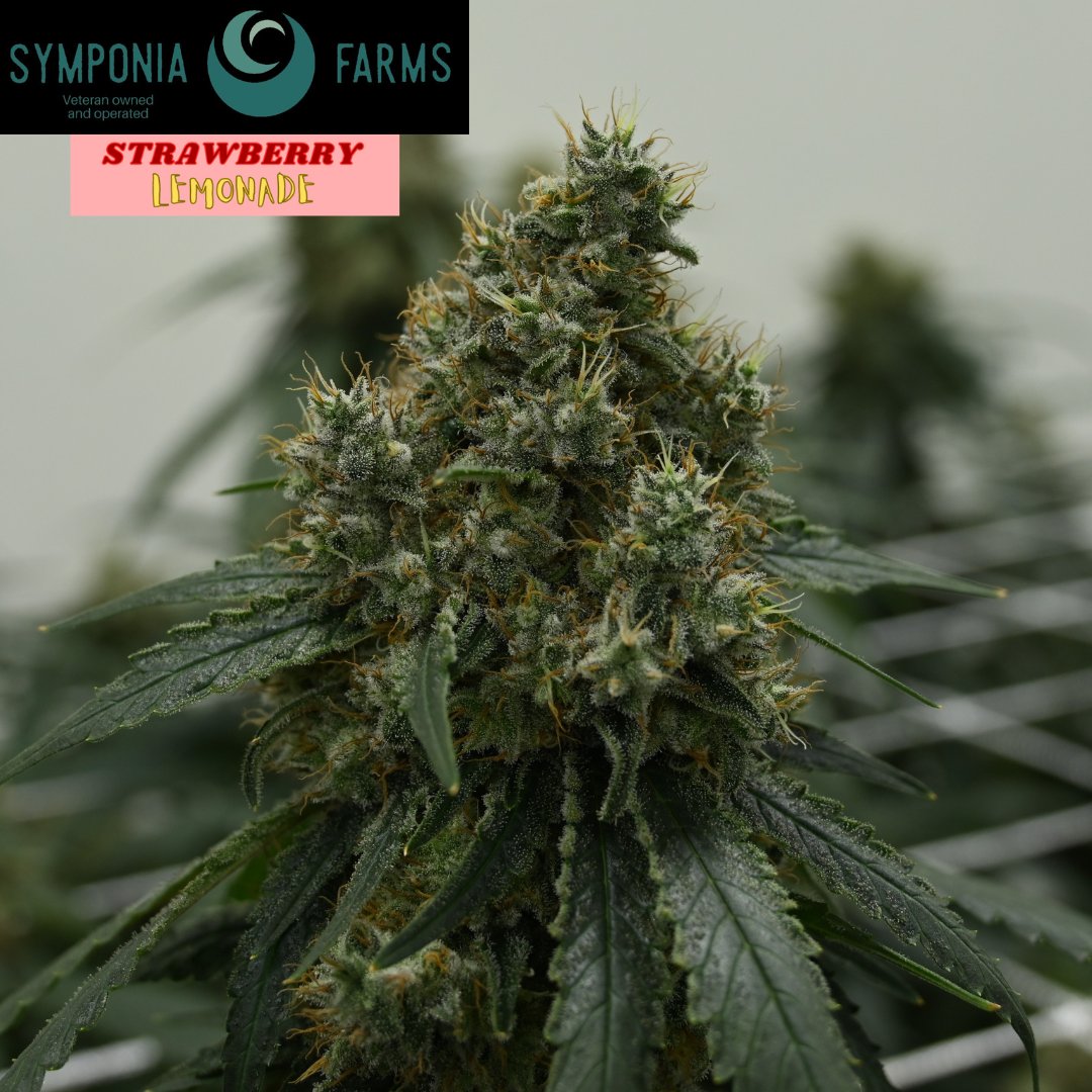 SymponiaFarms's tweet image. this beasty Strawberry Lemonade is going strong as well giving off some insane smells.🍓🍋
#indoorgrown #michiganmarijuana #weedculture #thclife #symponiafarms #vetowned #BattleCreek #Michigan