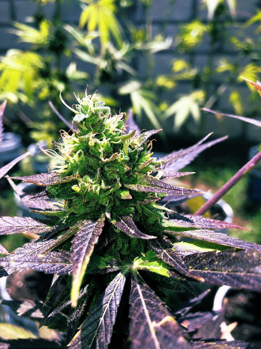 Green_Roses421's tweet photo. Se va a venir una muy buena cosecha🪴🌹💚

#CannabisMx #WeedMx #GreenRoses https://t.co/s76AezrETM