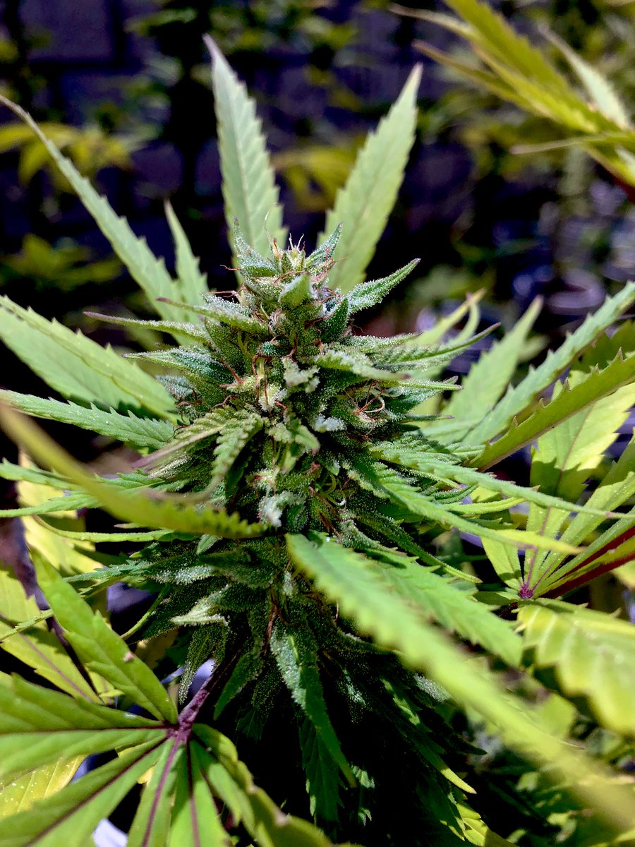 Green_Roses421's tweet photo. Se va a venir una muy buena cosecha🪴🌹💚

#CannabisMx #WeedMx #GreenRoses https://t.co/s76AezrETM