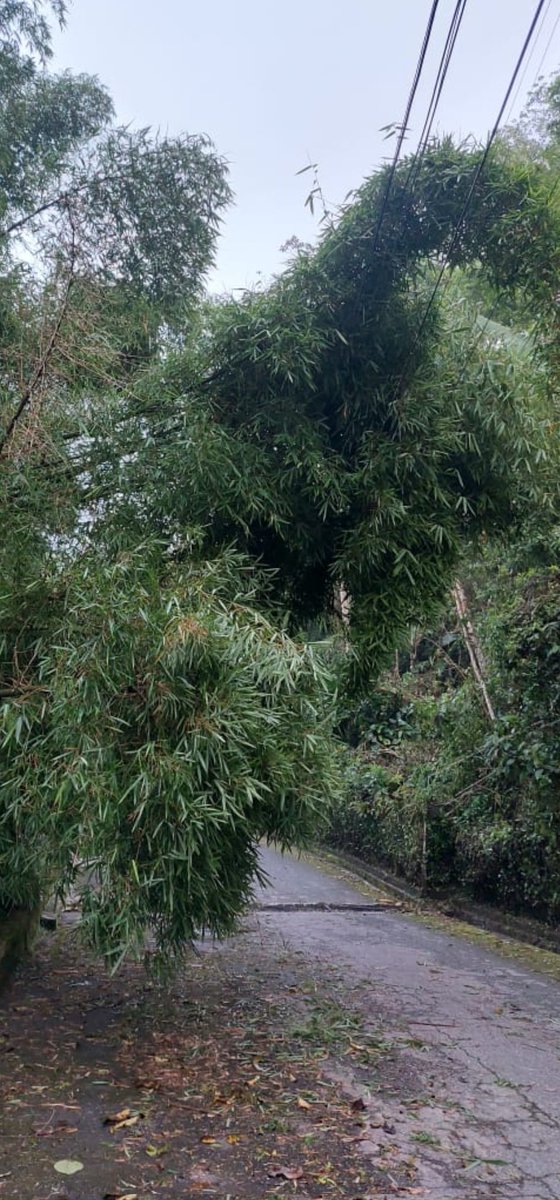 mdaodao's tweet photo. Calle La Cumbre, Urbanizacion Oripoto, Caracas.

Bambúes plantados en un terreno, sin mantenimiento alguno también en el lugar, otros espacios con árboles en idénticas condiciones de riesgo... https://t.co/pbGukIkr9Q
