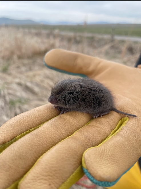 owlresearchinst's tweet photo. Voles are an integral part of the food web in the grasslands, helping to disperse seeds and spores, aerate and fertilize soil, and provide food for mammals, birds, reptiles, and more. 

Photo 1: Juvenile vole found in the grasslands
Photo 2: Vole tunnels after snow melt https://t.co/bmGxIXsJTA