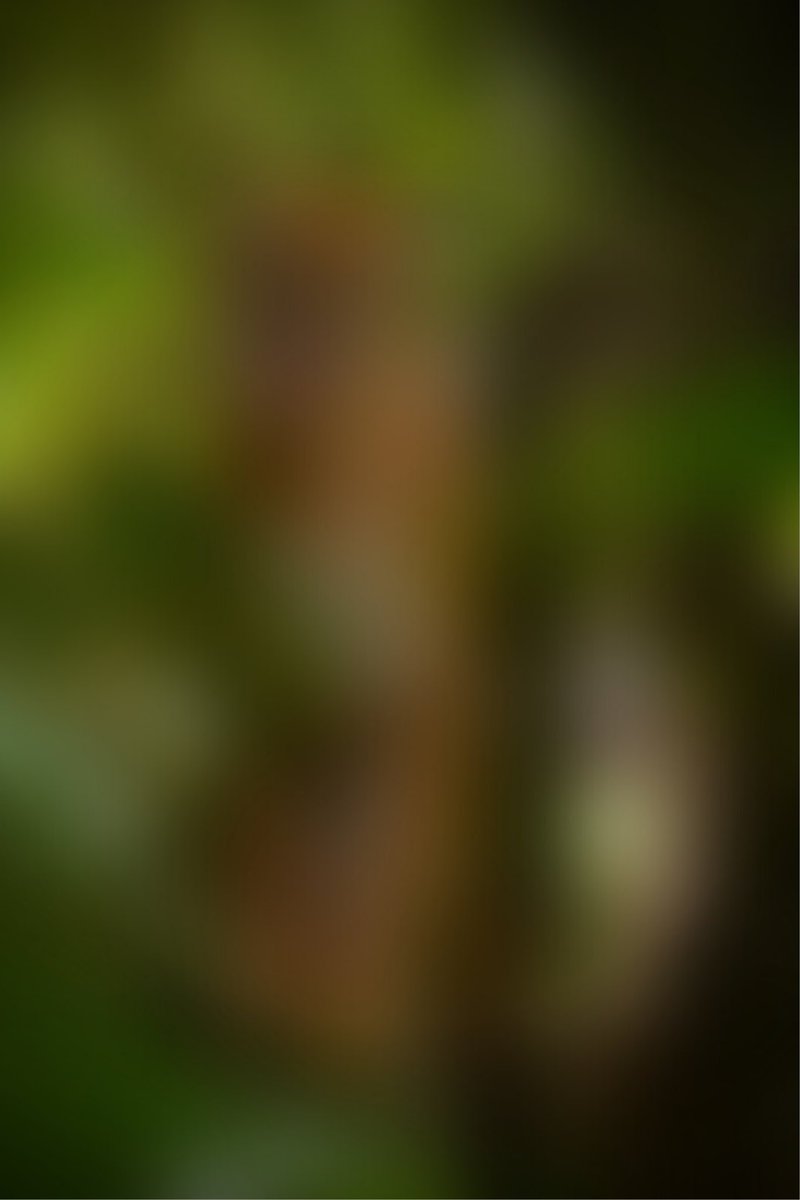 joingsc's tweet photo. 📸A photo we will be selling online soon. Can you guess what animal it is? 🌱 #WildlifeVisions #JoinGSC https://t.co/A3VPSnb9Ce