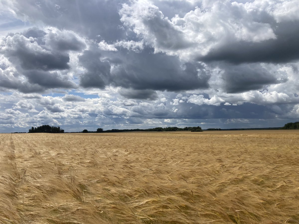 Getting so close! I wish I had a dollar for every time I check the weather forecast at this time of year; malt barley growers will understand!