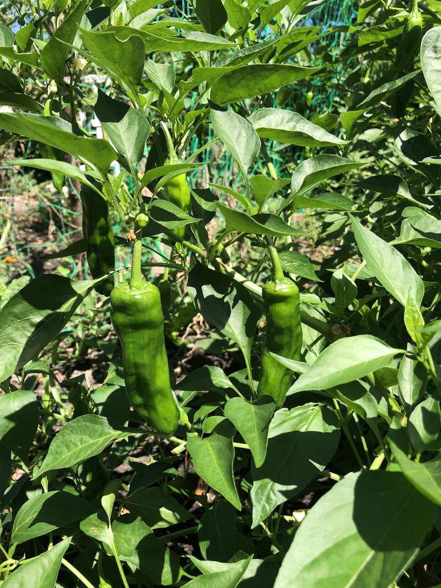 A day off from my sub-I means a trip to the garden! This week we harvested some tomatoes, jalapeños, shishitos (including our first red ones!), kohlrabi, pole beans, and carrots