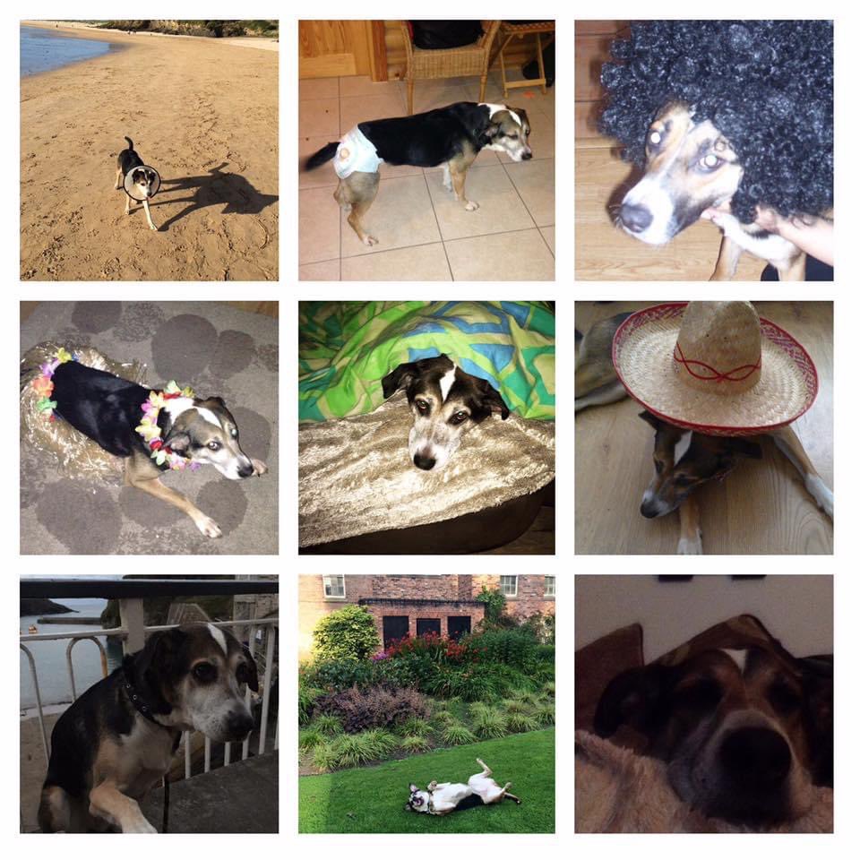 I never knew the joy of loving an animal/dog until Boudicca! Remembering her and our many adventures on her anniversary ❤️