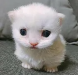 humbeetle's tweet photo. @Chumbbykitty666 t,th tis me rn now https://t.co/RByGfCFKDR