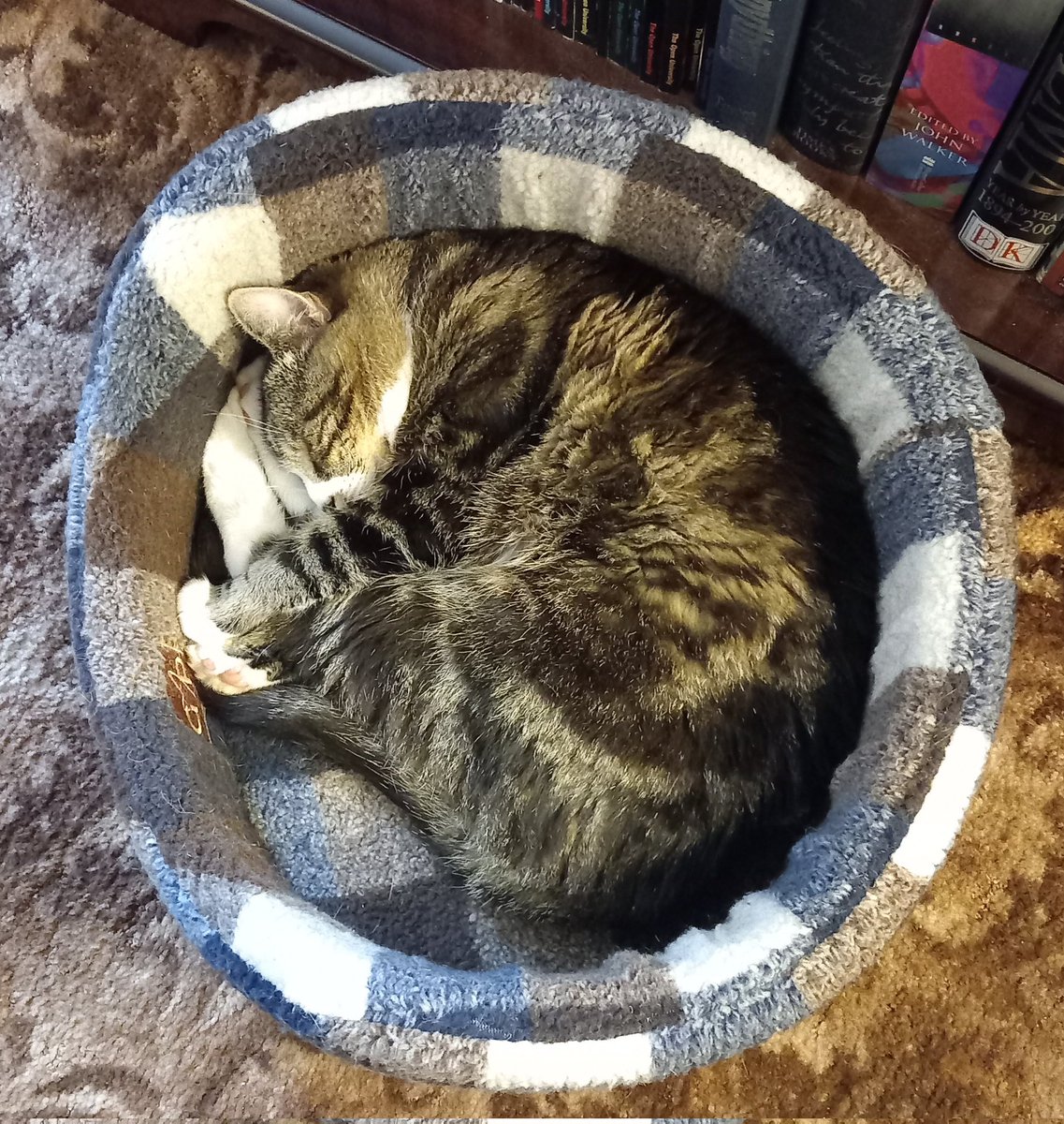 King Oscar 😻👑🌈 tweet media