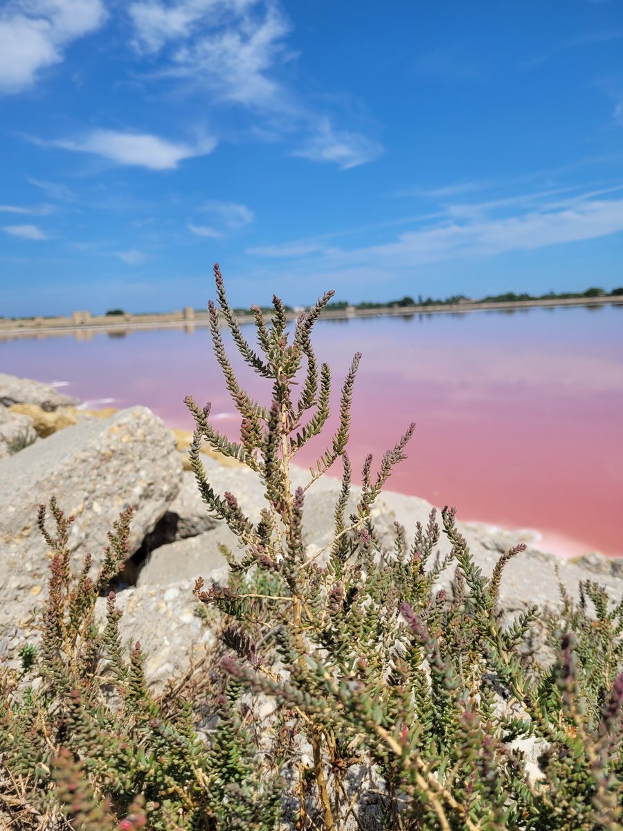 lenourok's tweet photo. Les salins d'Aigues-Mortes 🐋🧂🩷
#Travel
#travelphotography
#travelblogger
#AiguesMortes
#Salins
#PinkWater
#France
#Camargue
#Gard
#Occitanie
#photography
#photooftheday
#NatureBeauty
#NaturePhotograhpy https://t.co/5suDyWRZ0E