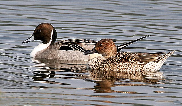 A Northern Pintail was spotted by Anna Klafter (<a href="/MsKlafter/">Anna Klafter</a>) at Lake Merced--Concrete Bridge area.