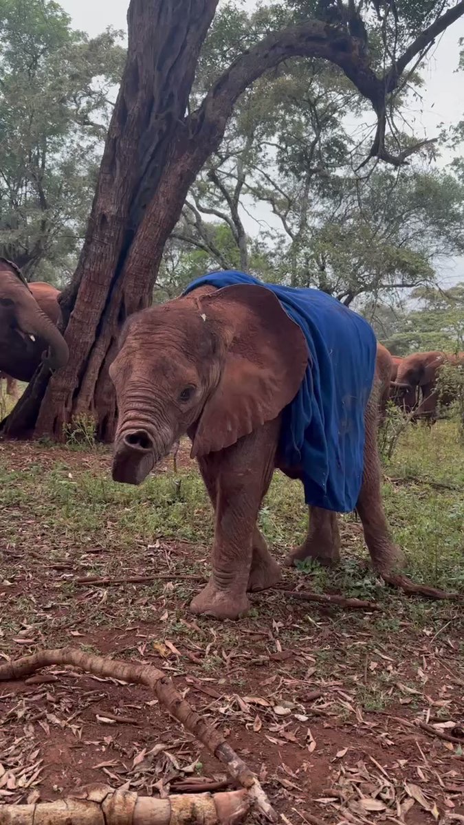 This #WorldElephantDay…. Meet Taroha!

Small in stature, big in heart & the latest addition to our adoption program. Join the celebrations this World Elephant Day & become a part of his journey by adopting him: sheldrickwildlifetrust.org/orphans/taroha