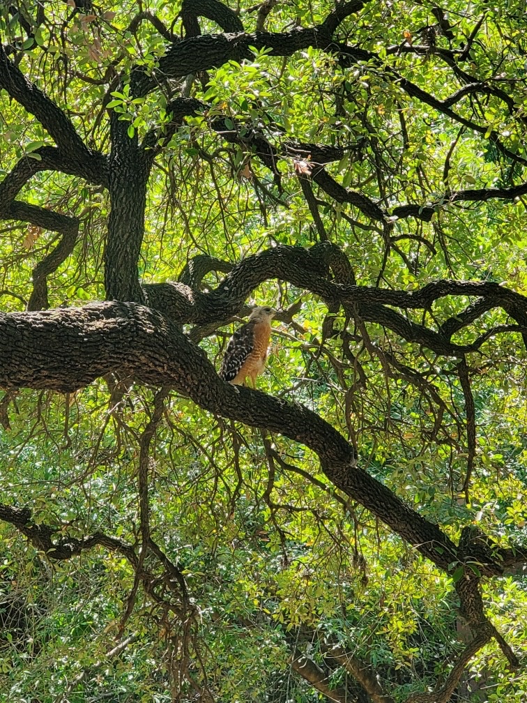 Views from a Saturday stroll along Shoal Creek! 😍
