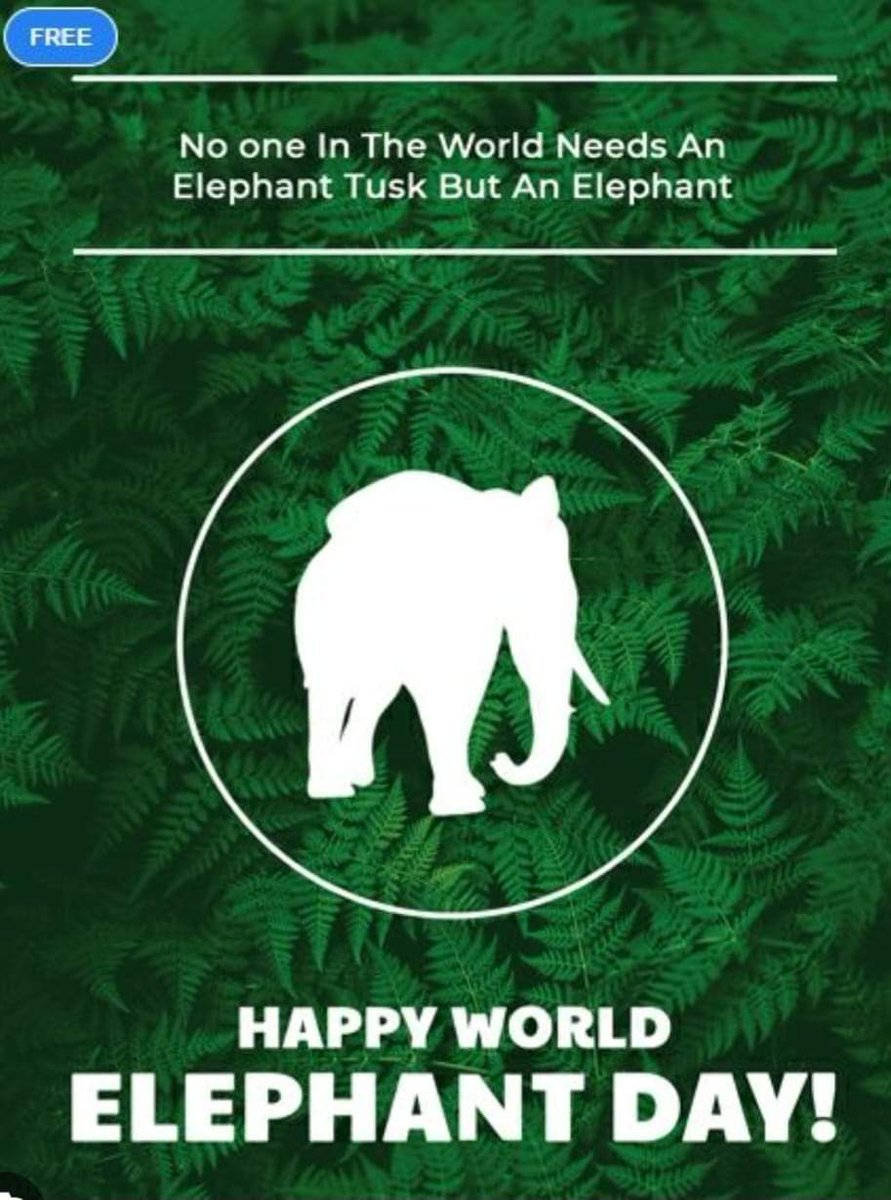 ~ #Who doesn't love elephants? They are so beloved that they deserve their own day. They are so endangered that they must have their own day to create attention to the gravity of their situation.  ~ #WorldElephantDay 
#extinctionisforever 
#BanTrophyHunting 
#endpoaching
