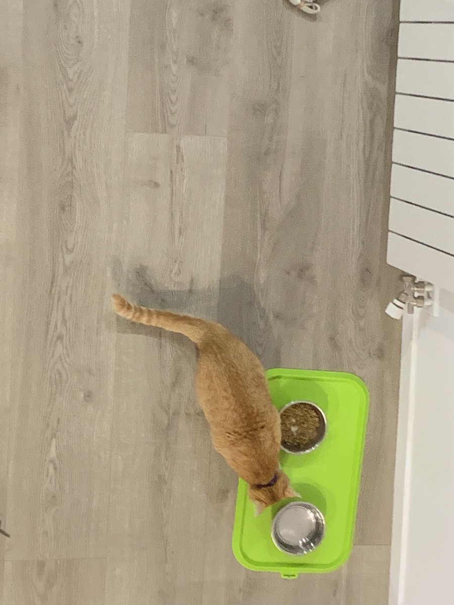 Paaueett's tweet photo. L’animal que més por em dona ara mateix https://t.co/bViEmZW4Bh