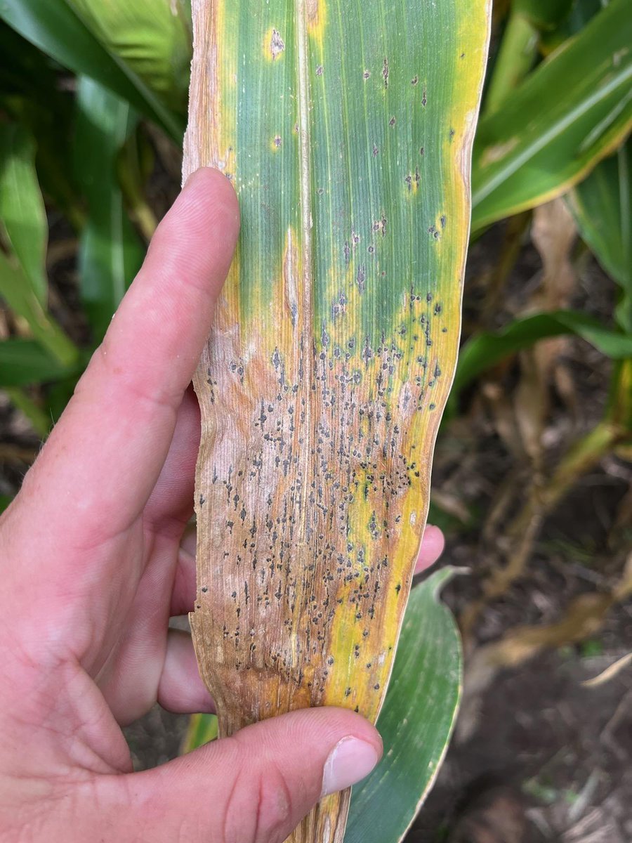 Andrew Cauthorn tweet media