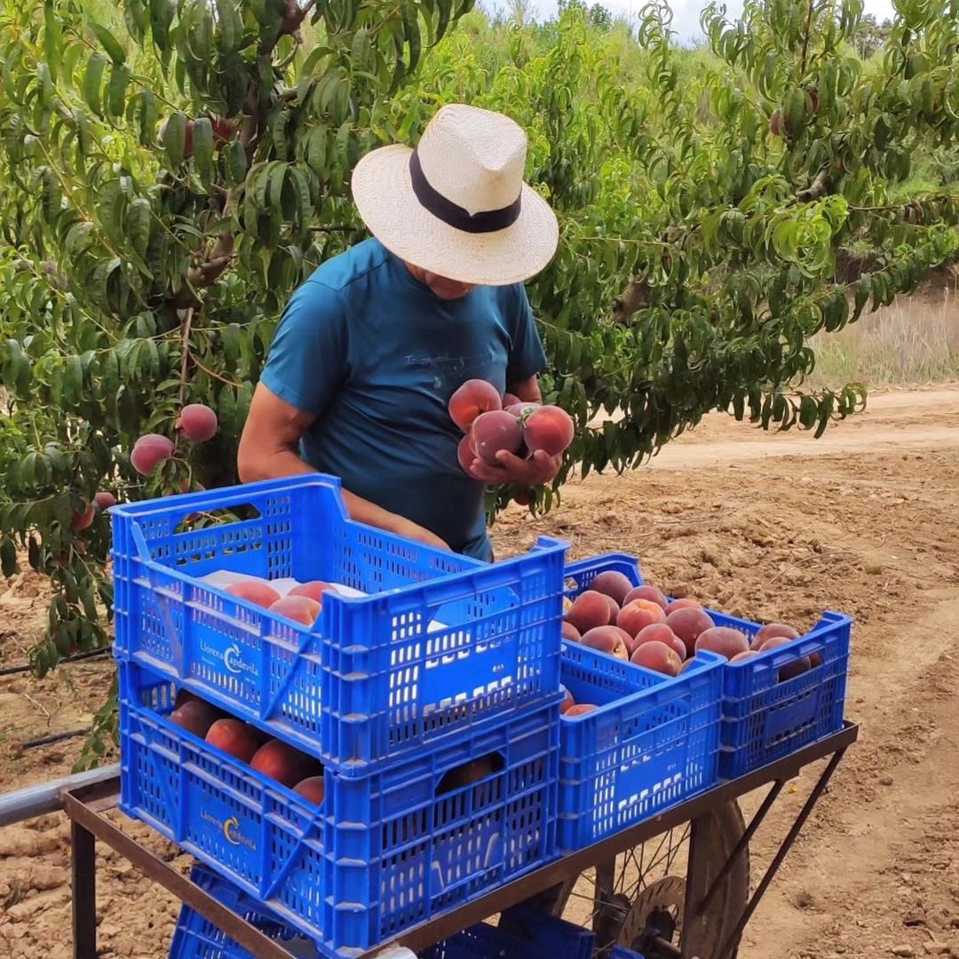 A la finca de la família <a href="/EsteveRafols/">Família EsteveRàfols</a>, a Cantallops (l'Alt Penedès), estan collint préssec d'Ordal 🍑de Producció Integrada🐞

Els trobaràs a 👇
Carretera de Barcelona, núm. 18. Cantallops. Subirats (BCN)
familiaesteverafols@gmail.com
+639 560 380