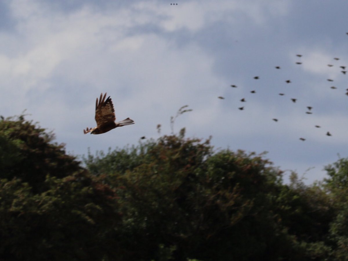 John McNally tweet media