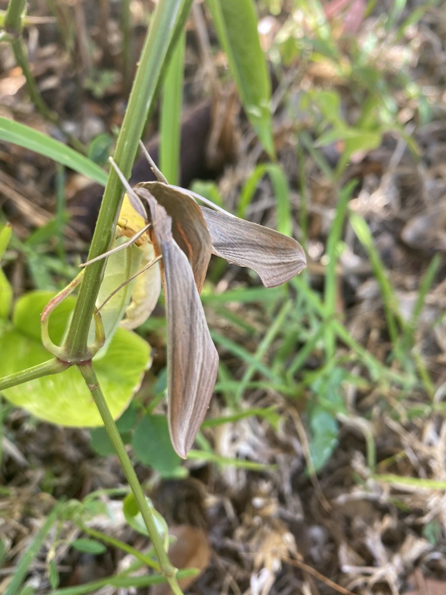 Trying to ID this plant, and what I thought was a bulb turned out to be a convincing mimic. #tersasphinxmoth