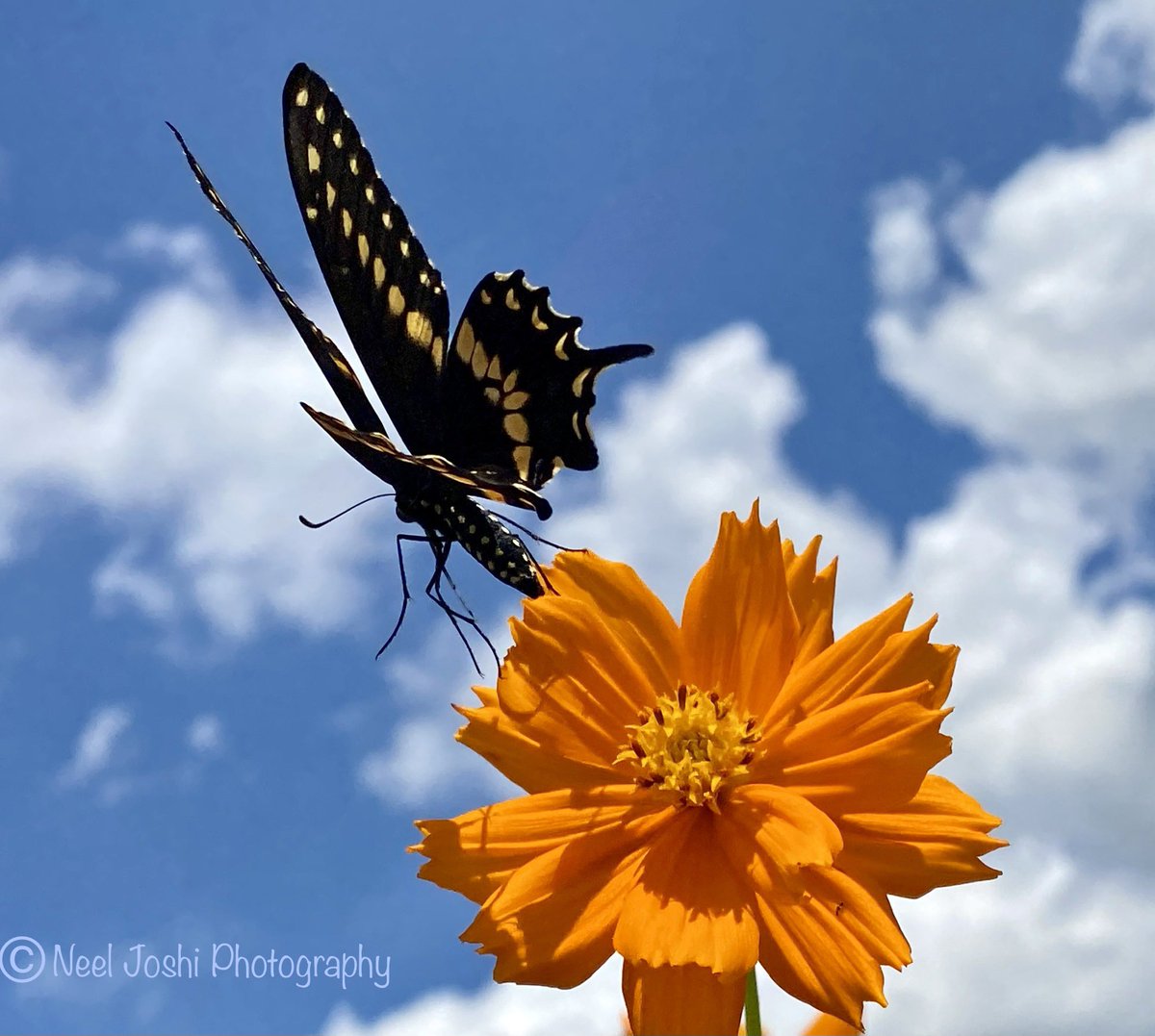 Flying away! #swallowtailbutterfly #wildflower #naturephotography w📲#photooftheday #insects #butterfly