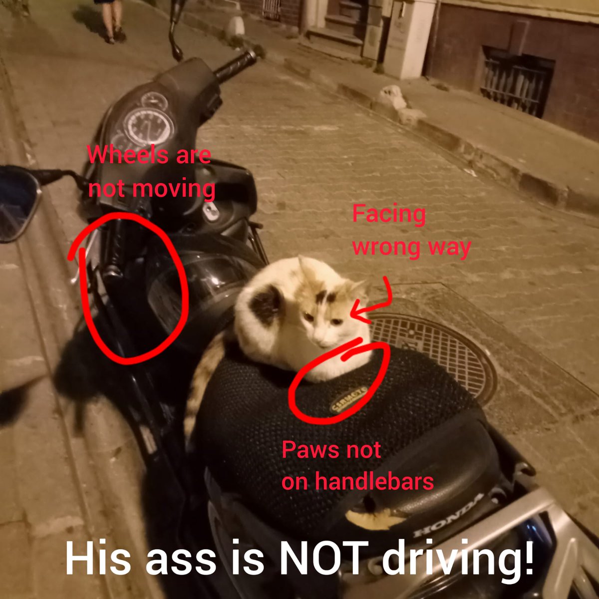 robrickle's tweet photo. This cat is NOT driving! https://t.co/YGy36nydcf