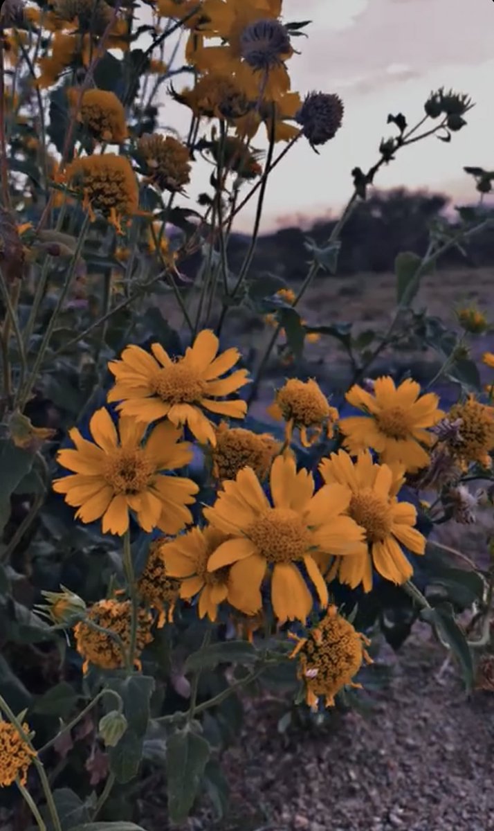 جميله الحياة  
عندما يكون بجانبك شخص
 كلما حدث لك شئ ذهبت وكتبت كل شي 
بمحادثته، تتواصل معه بشكل يّومي 

تتبادل معه حلو الحديث ومره ، تقضي  أغلب ايامك بالحديث معه ، وإن واجهت مشكله تلجأ إليه وتناقشه ، هو سعاده ونعمه وأنت محضوظ
 اذا كنت تتمتلك قلباً يتمنى سعادتك

#برآءة_حــرّف