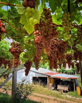 Ramhr1234's tweet photo. I visited my friend's farm today. It refreshed my mind. It is far from the city, so I can smell the fresh natural air. I am very happy. I will visit him often in the future.🍇📷 #naturalair #farm #Vineyard https://t.co/lpLrXpp4vt