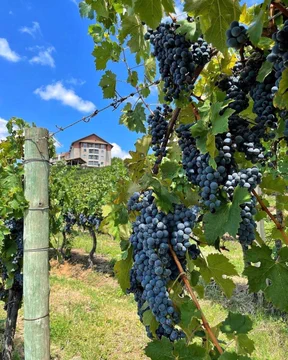 Ramhr1234's tweet photo. I visited my friend's farm today. It refreshed my mind. It is far from the city, so I can smell the fresh natural air. I am very happy. I will visit him often in the future.🍇📷 #naturalair #farm #Vineyard https://t.co/lpLrXpp4vt