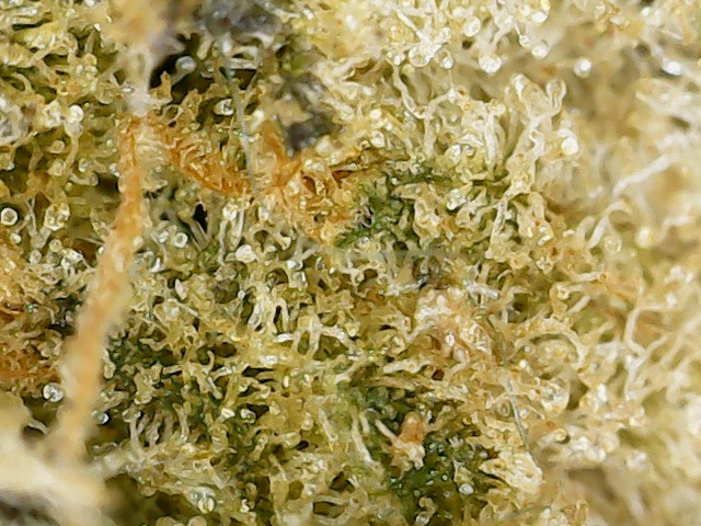 @SB_Input The new 7g bags of PINEAPPLE HAZE and PURPLE GUSHERS from <a href="/BudsPineapple/">Pineapple Buds</a> are solid. Both were interesting and well produced - excellent stickiness and aromas with a nice burn.