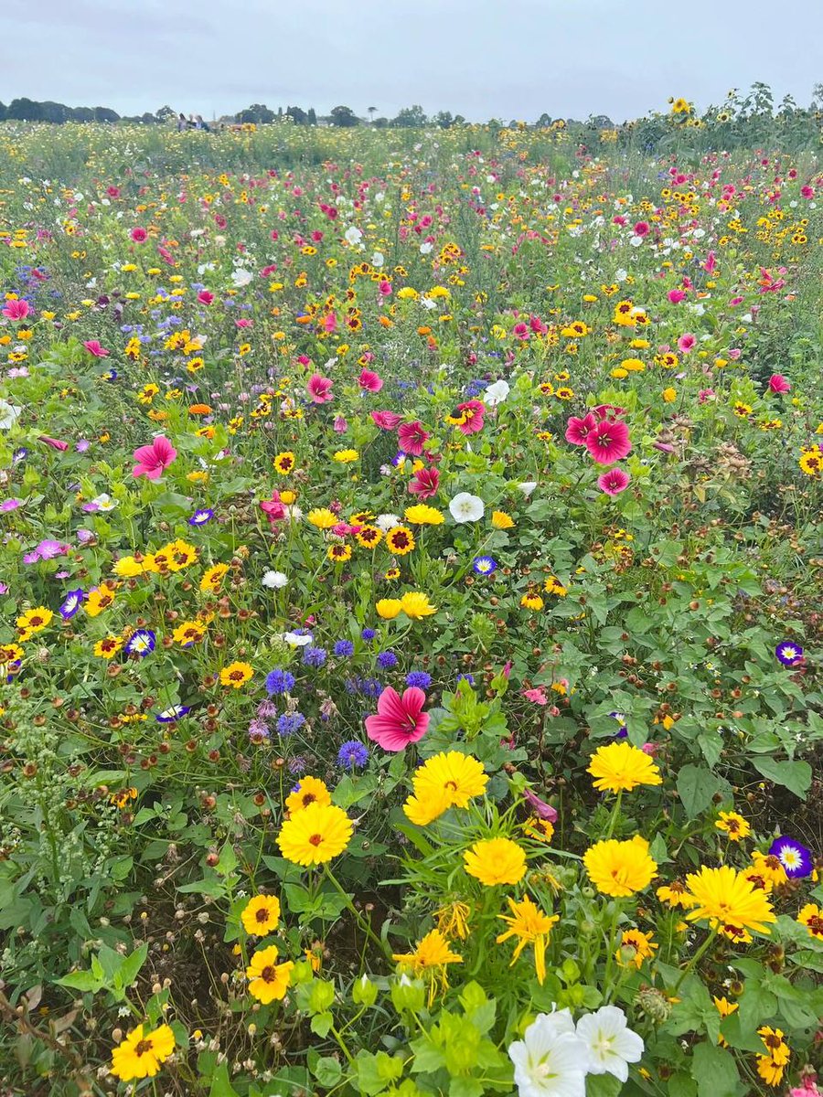 LivingColor__'s tweet image. Wow flower garden