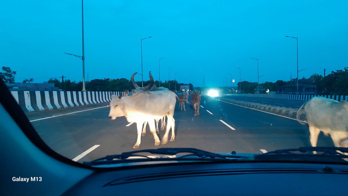 Atulsin23366691's tweet image. Gaay Mata!!! On NH 47 near Bavla. So this is how we treat our Maata? 

Or are they left there to control speed?

But since we Indians are tolerant, we ignore this fact and move on!!!!
#AnimalRights #animalsonroad #RoadSafety