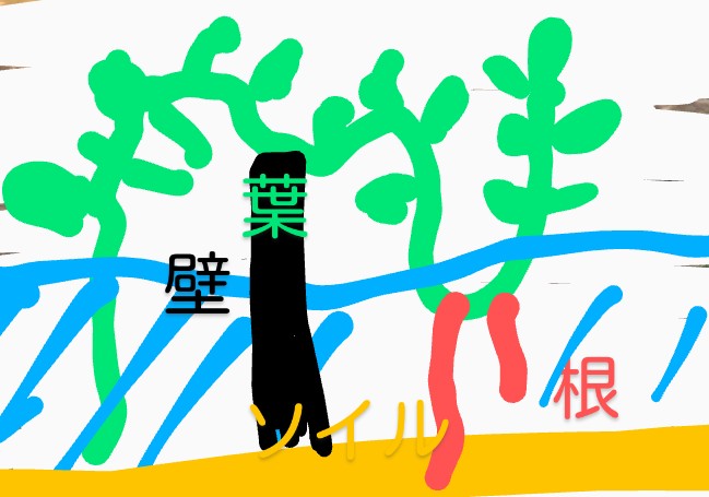 「水草のウォーターパコパが水中は葉が全部食べられて無くなったけど外で葉と茎を伸ばし」|まちいかƕのイラスト