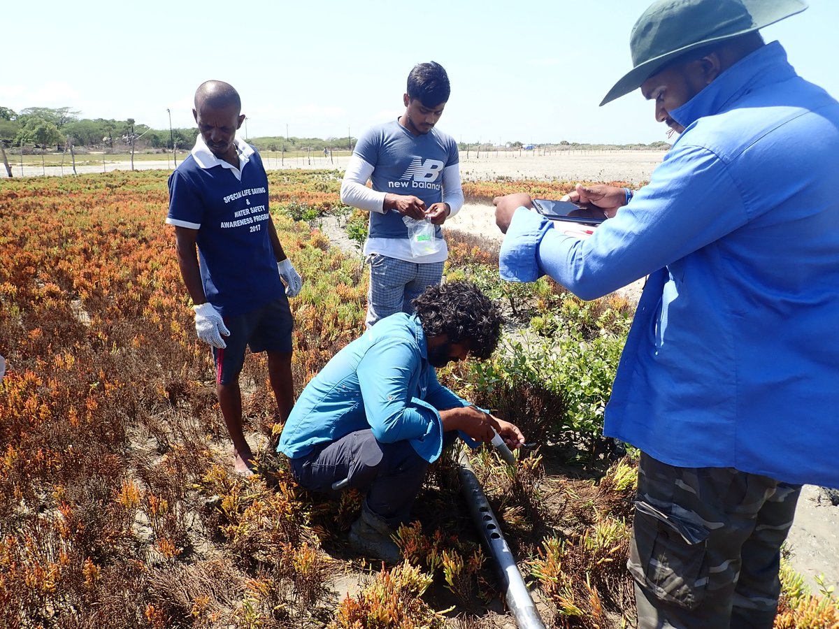 SusanthaUdageda's tweet photo. During 2021–22, we conducted a national priority project to understand the current carbon storage potential of restored mangrove lands, salt marshes, and seagrass in different geomorphological settings in Sri Lanka. https://t.co/dPkPBX9ROZ